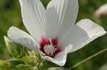 Swamp rosemallow